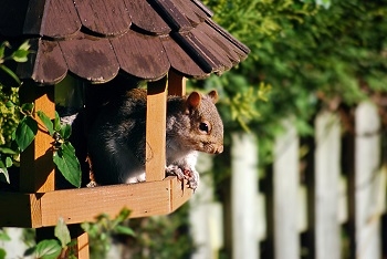 Squirrel Removal in Milwaukee: squirrel exterminator